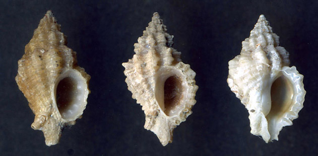 Ocinebrina hybrida, Ocinebrina paddeui e Ocinebrina sp.